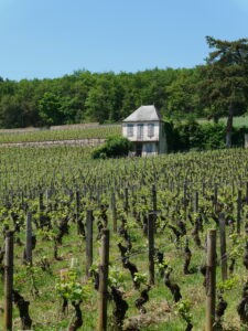 Vignes dans le village de Premeaux-Prissey